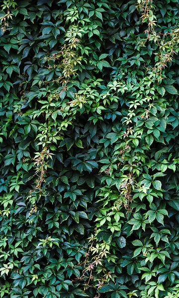 Overgrowth Hanging Vines 2001121 – Prime Walls US