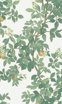 Imaginarium 3 Orange Tree Cream Green 14240