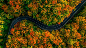 Driving Through an Autumn Forest 2001071