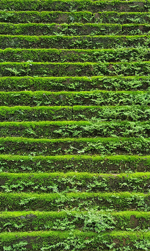 overgrowth mossy steps living wall wallpaper mural