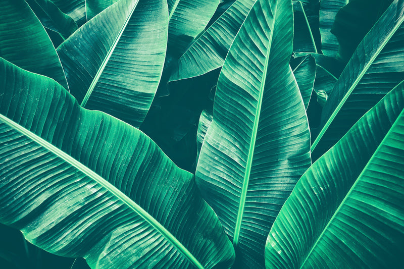 10 Banana Leaf Wallpaper Instagrams to Celebrate the Coming of Spring   Vogue