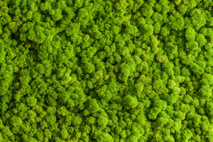 overgrowth cushion moss living wall wallpaper mural