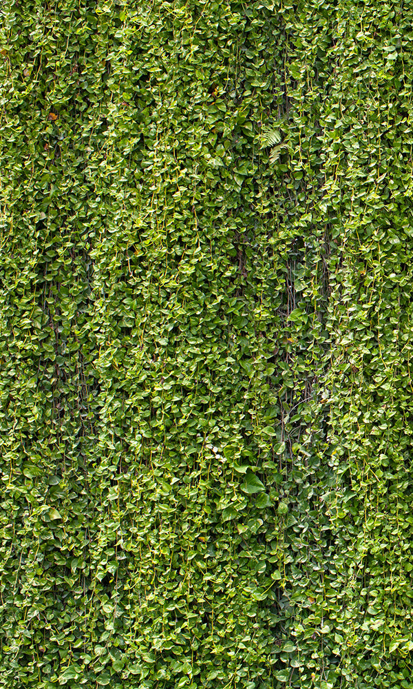overgrowth hanging vines living wall wallpaper mural